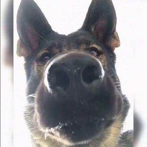 Meet your Posher, Jagger